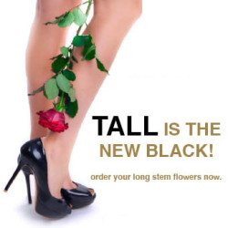 Roses – Single Stem